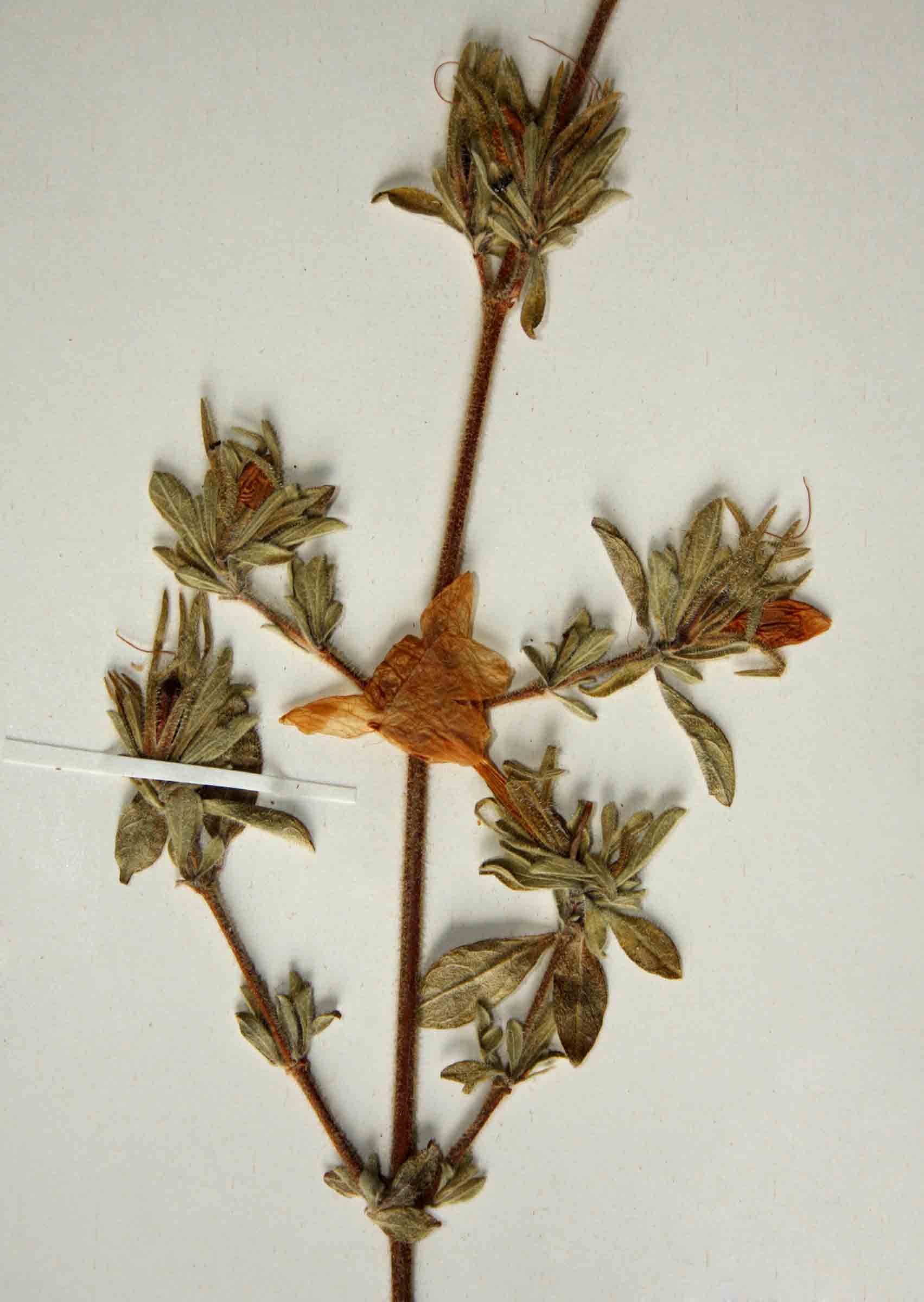 Strobilanthopsis linifolia