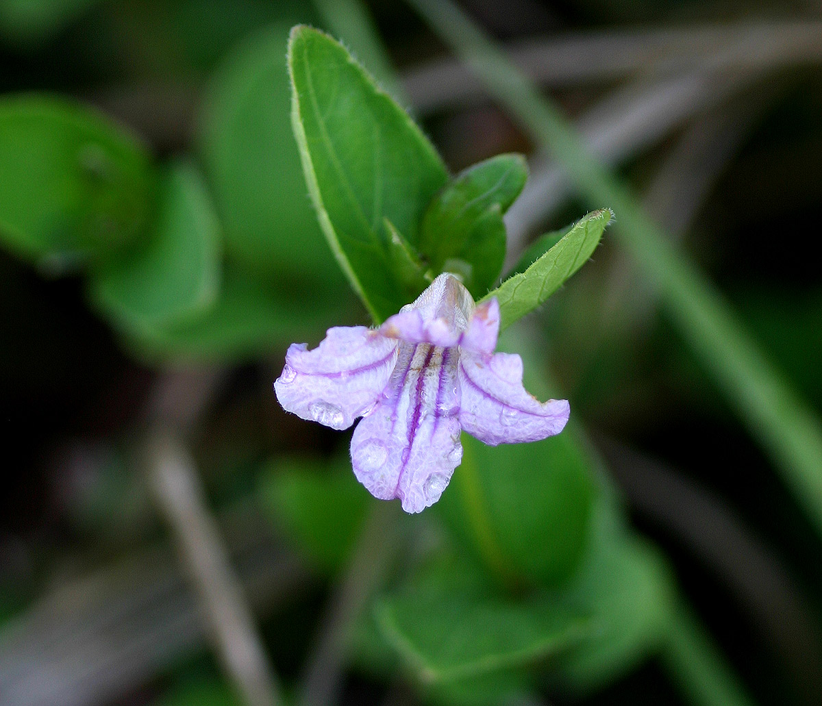Ruellia cordata