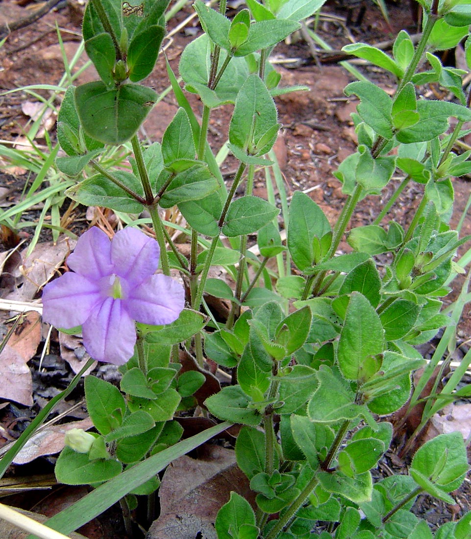 Ruellia cordata