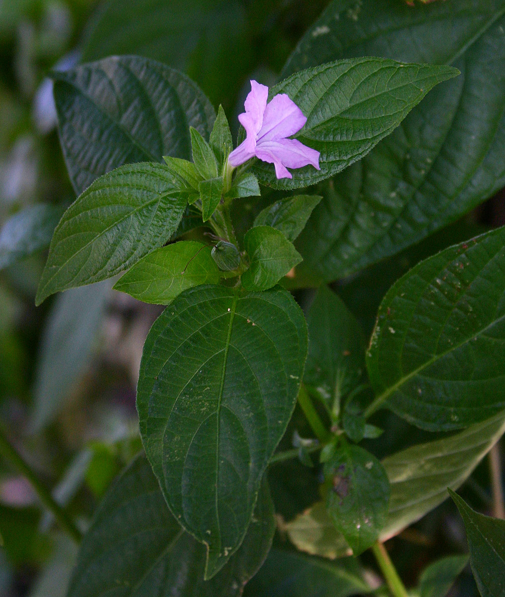 Ruellia prostrata