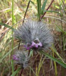 Lepidagathis randii