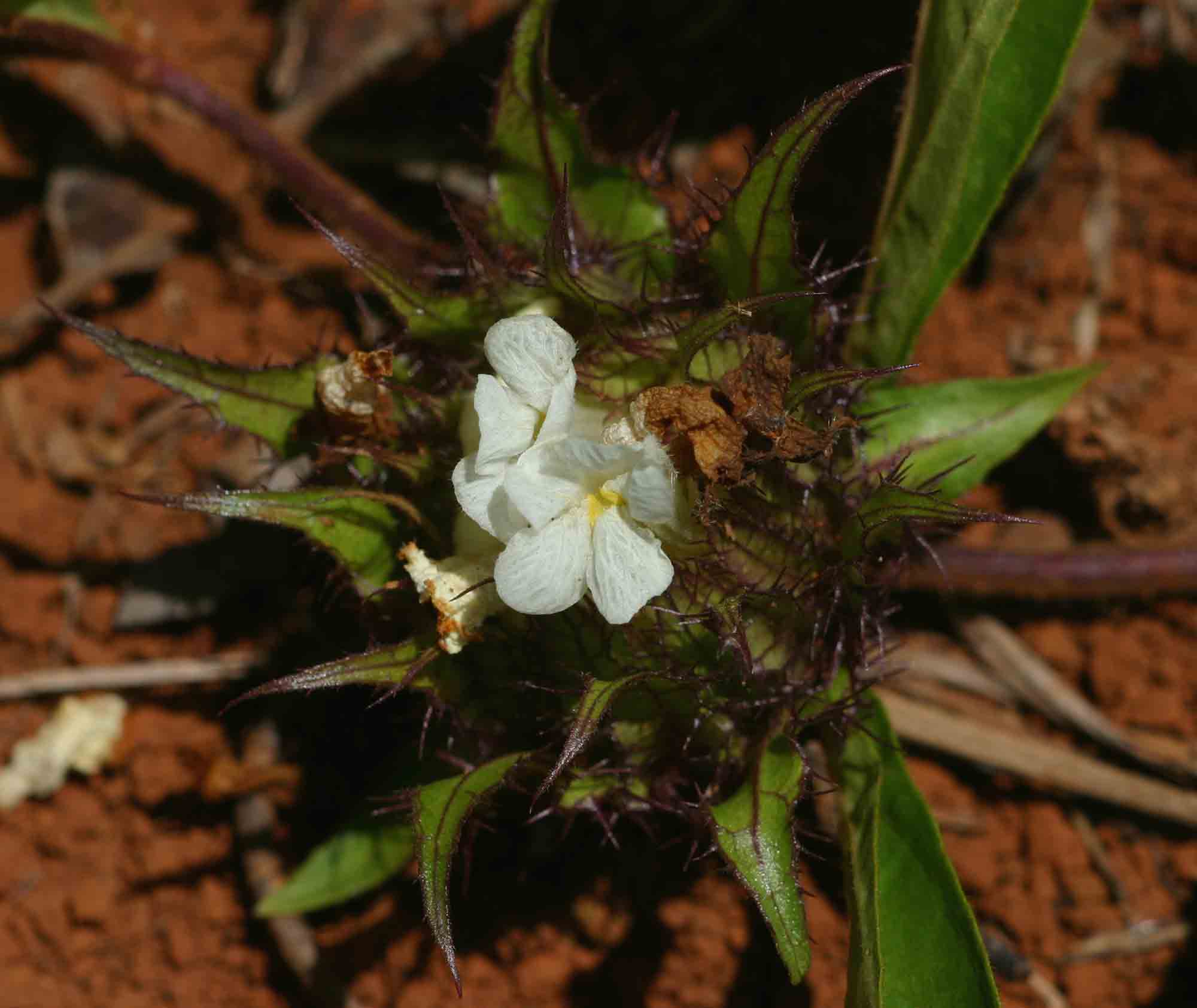 Crabbea cirsioides