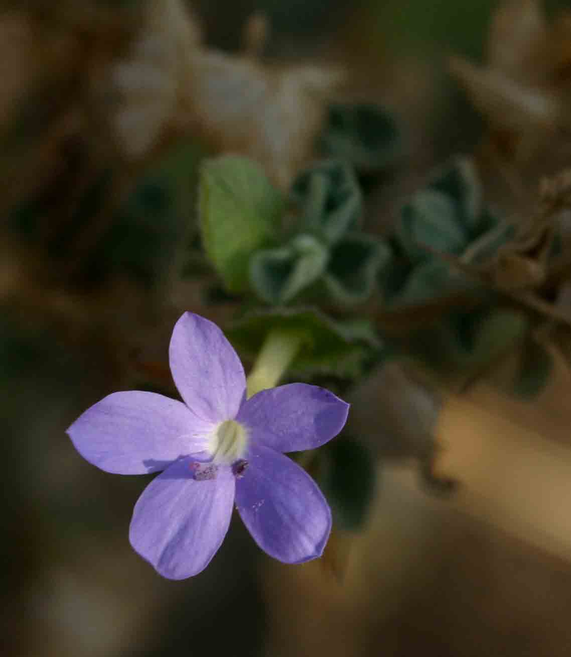 Barleria affinis subsp. affinis
