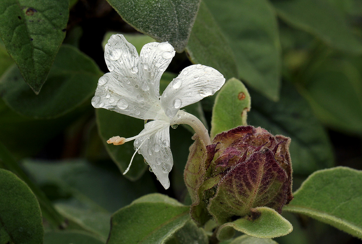 Barleria albostellata