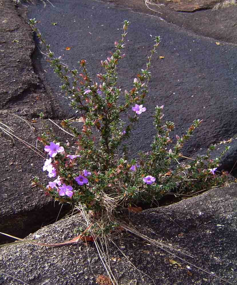 Barleria crassa subsp. crassa