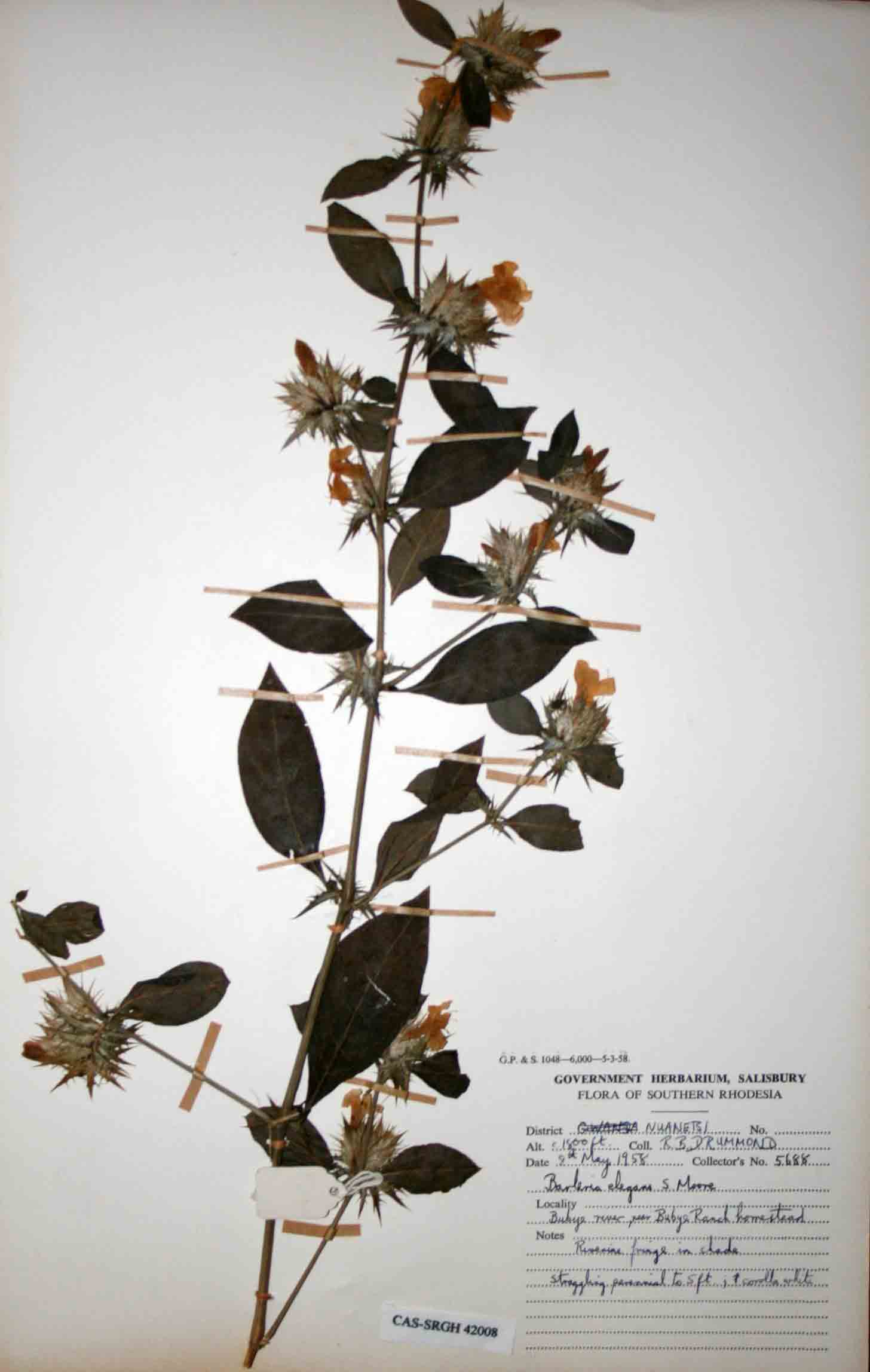Barleria elegans subsp. orientalis