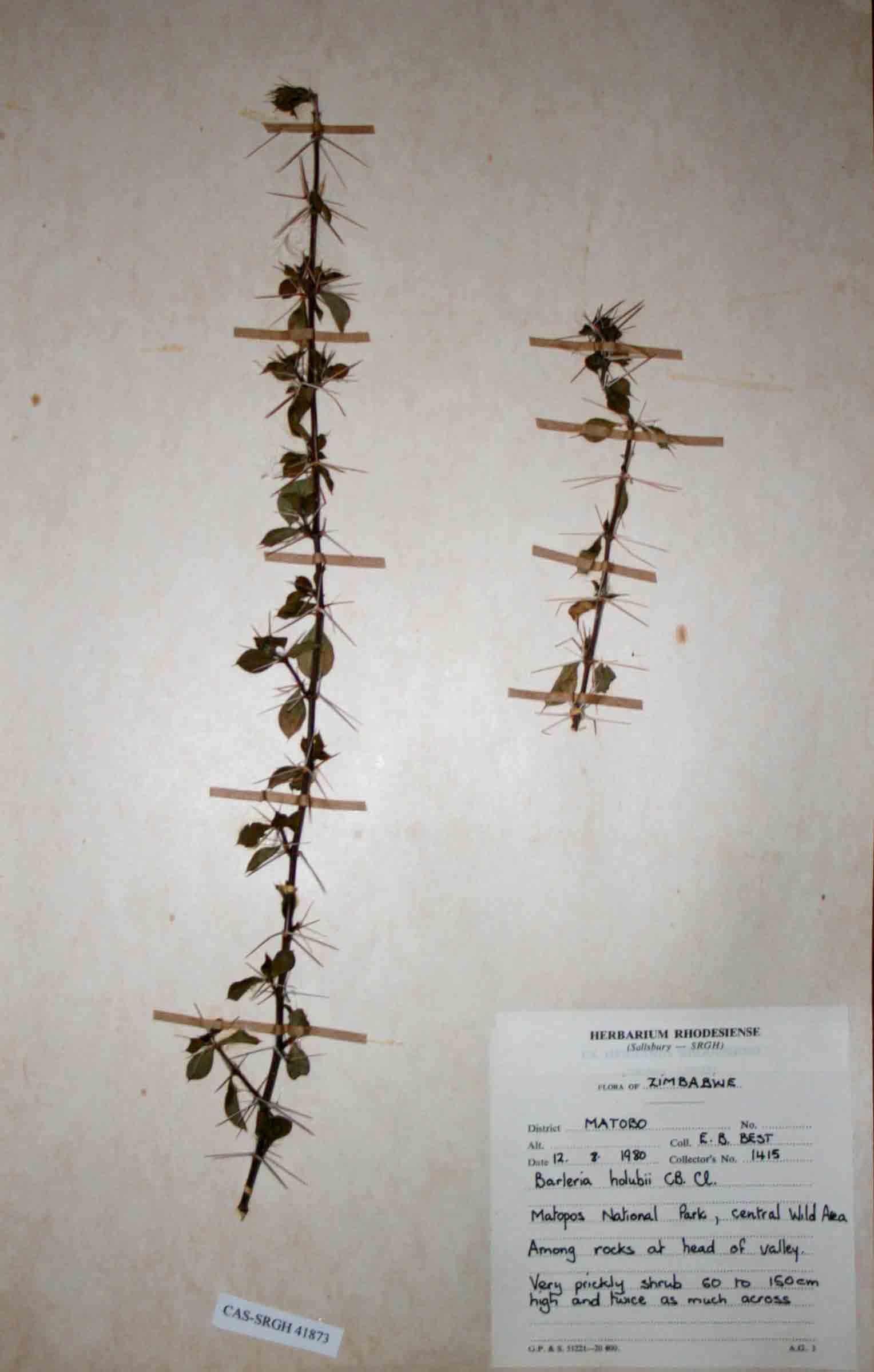 Barleria holubii subsp. holubii