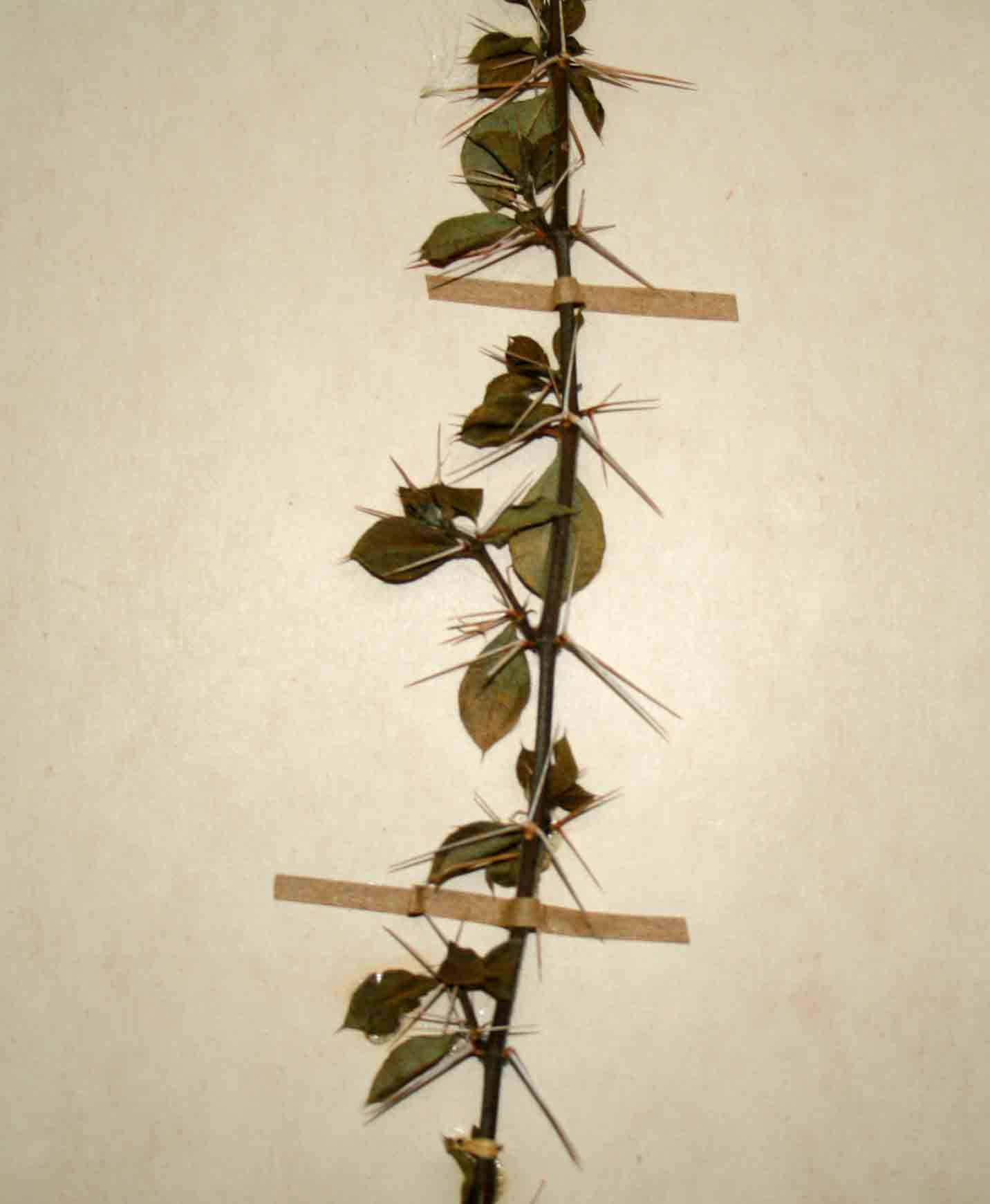 Barleria holubii subsp. holubii
