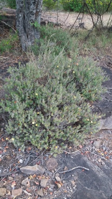 Barleria holubii subsp. holubii