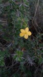 Barleria holubii subsp. holubii