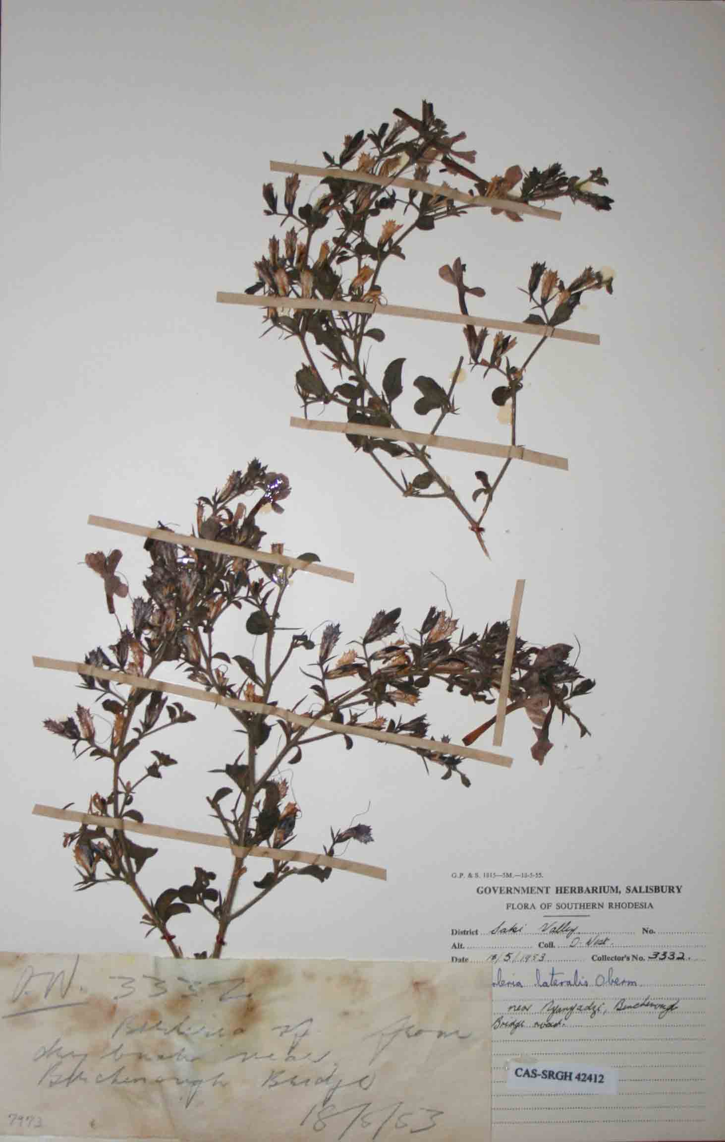 Barleria spinulosa subsp. kirkii