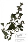 Barleria spinulosa subsp. kirkii
