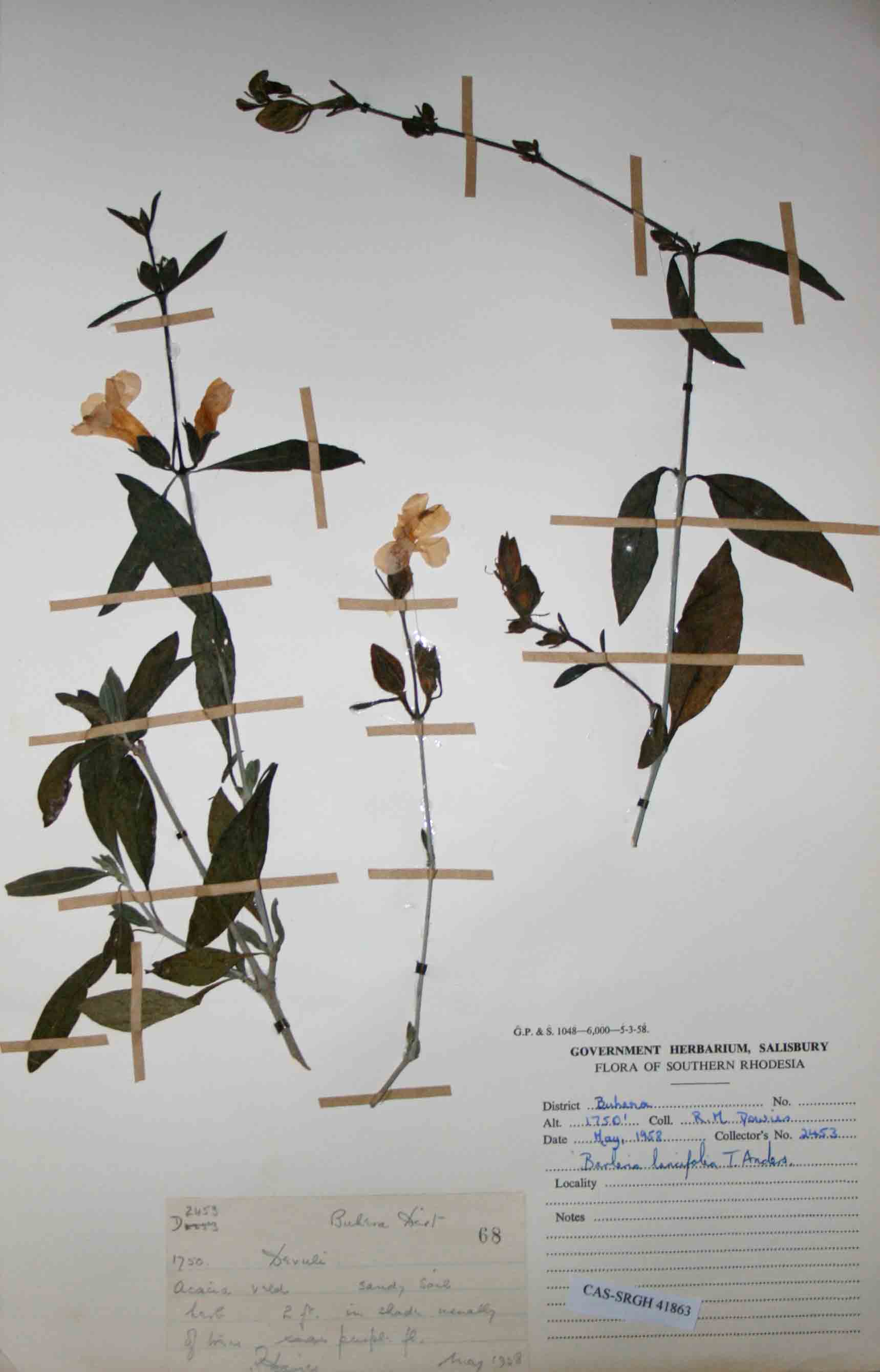 Barleria lancifolia