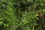 Barleria spinulosa subsp. spinulosa