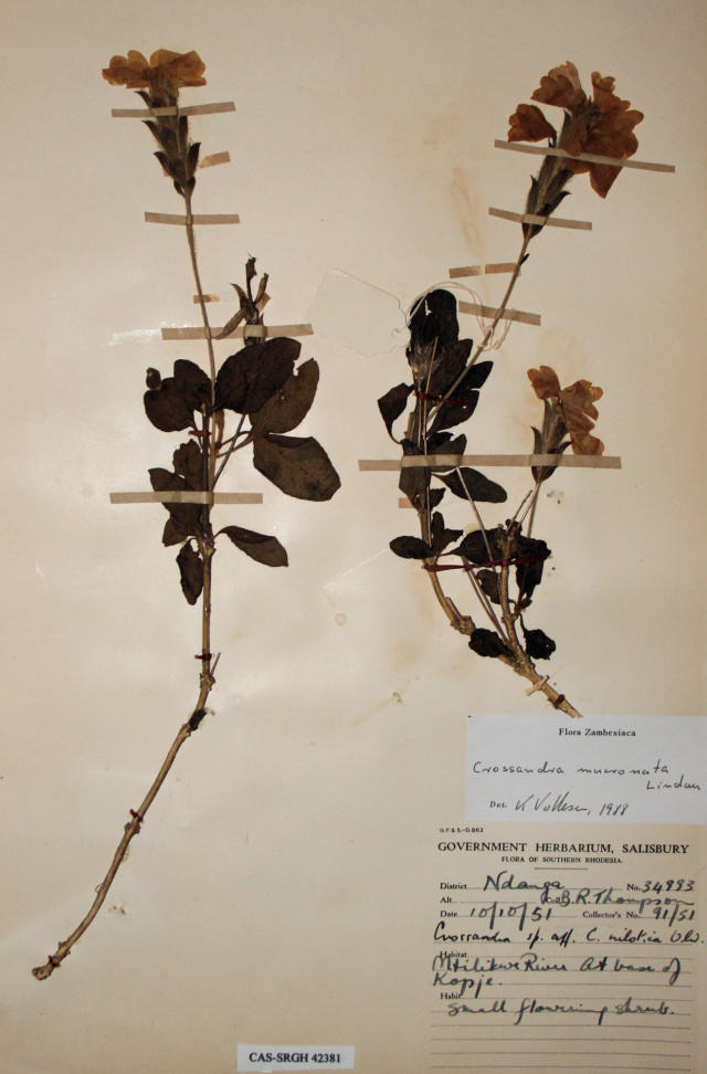 Crossandra mucronata