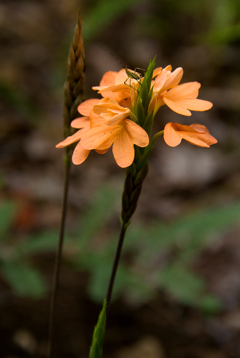 Crossandra puberula