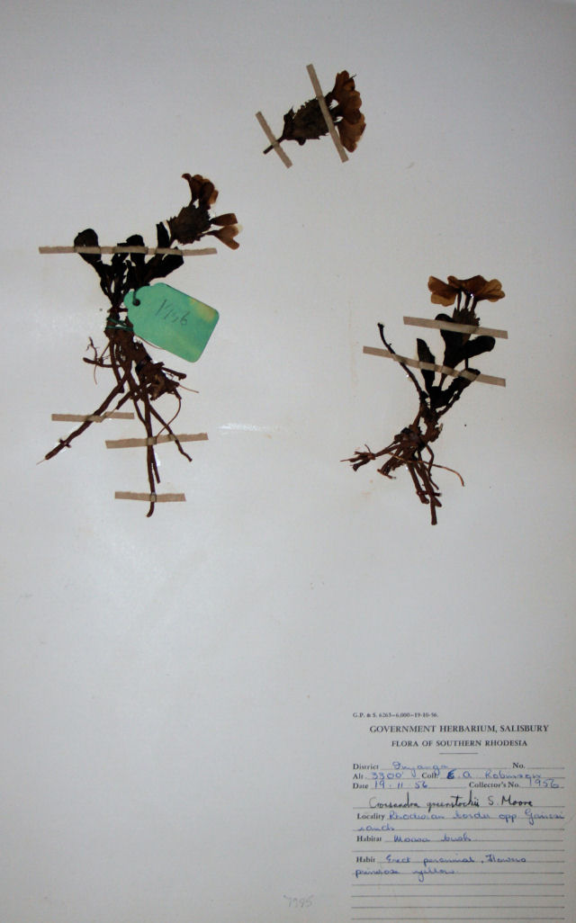 Crossandra pyrophila