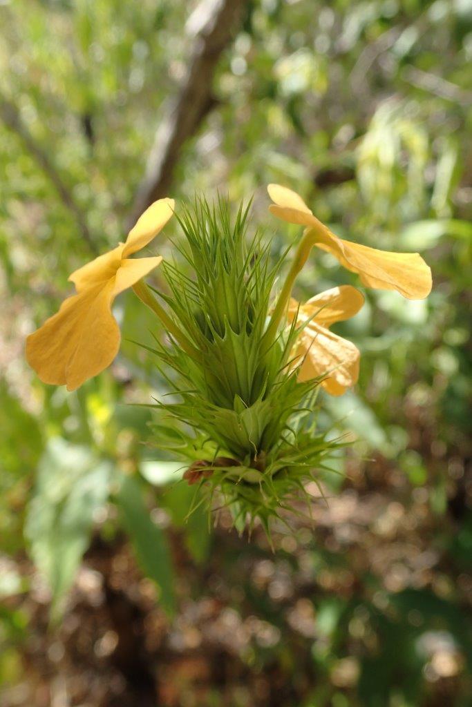 Crossandra spinescens