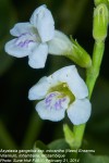 Asystasia gangetica subsp. micrantha