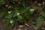 Asystasia gangetica subsp. micrantha