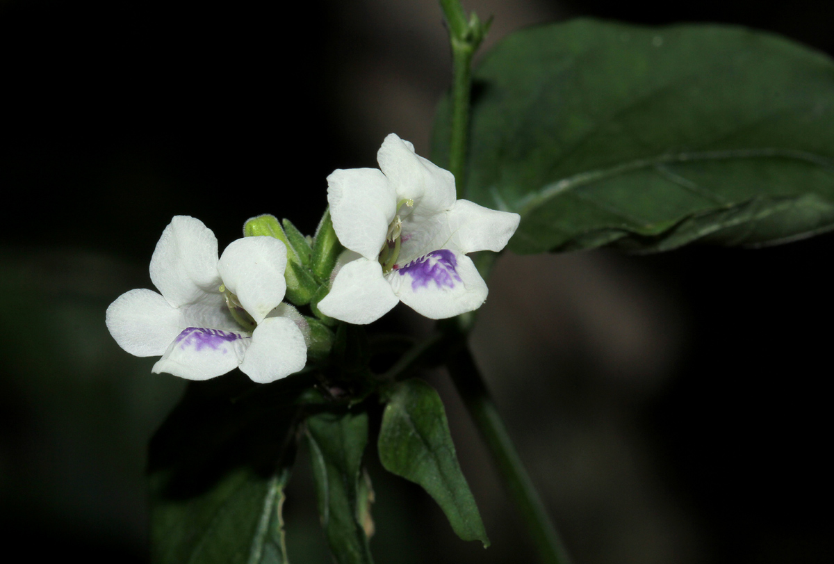 Asystasia intrusa Asystasia intrusa