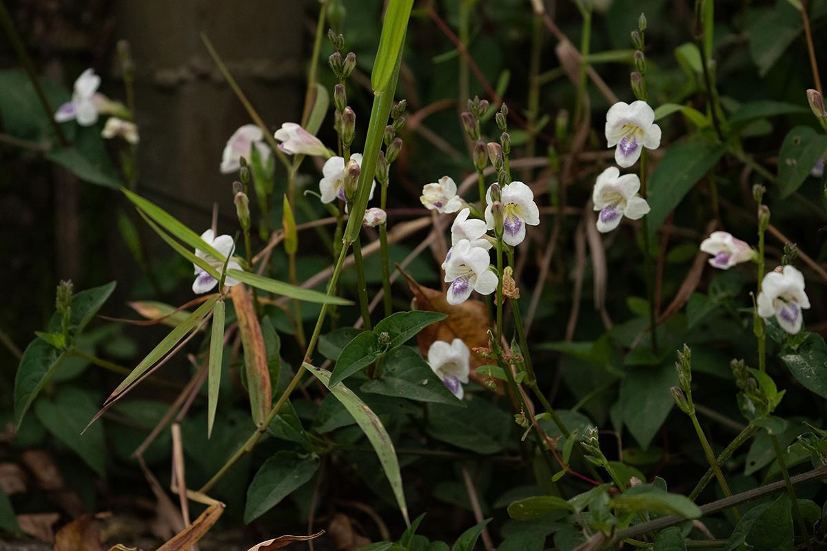 Asystasia intrusa Asystasia intrusa