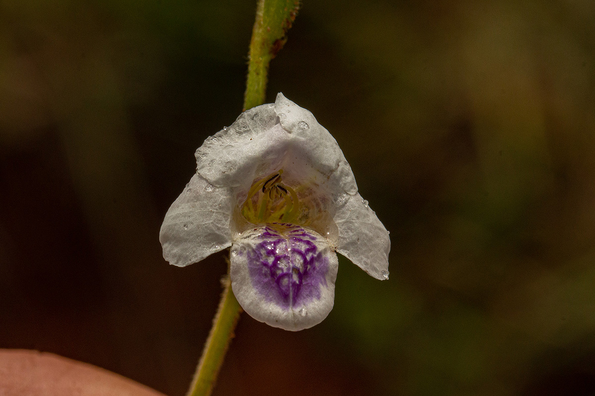 Asystasia intrusa Asystasia intrusa