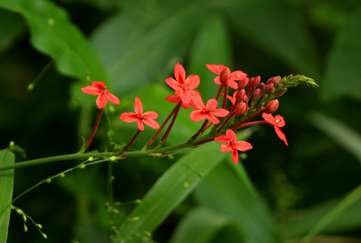 Ruspolia seticalyx