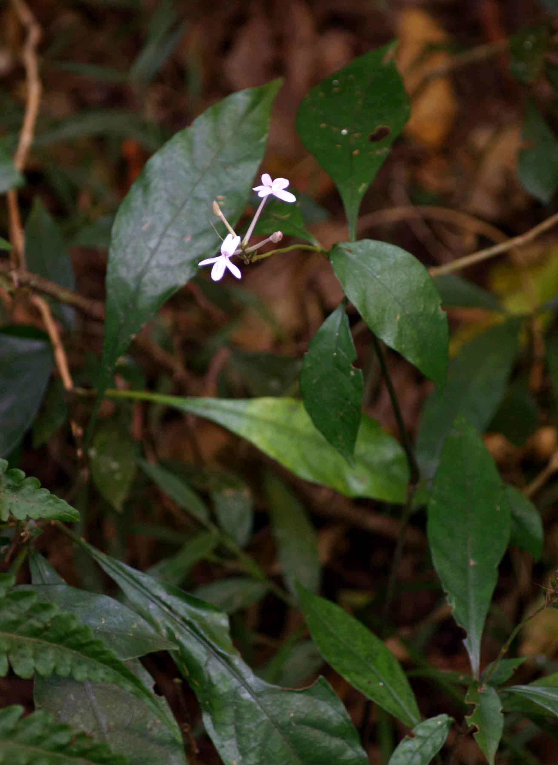 Pseuderanthemum subviscosum
