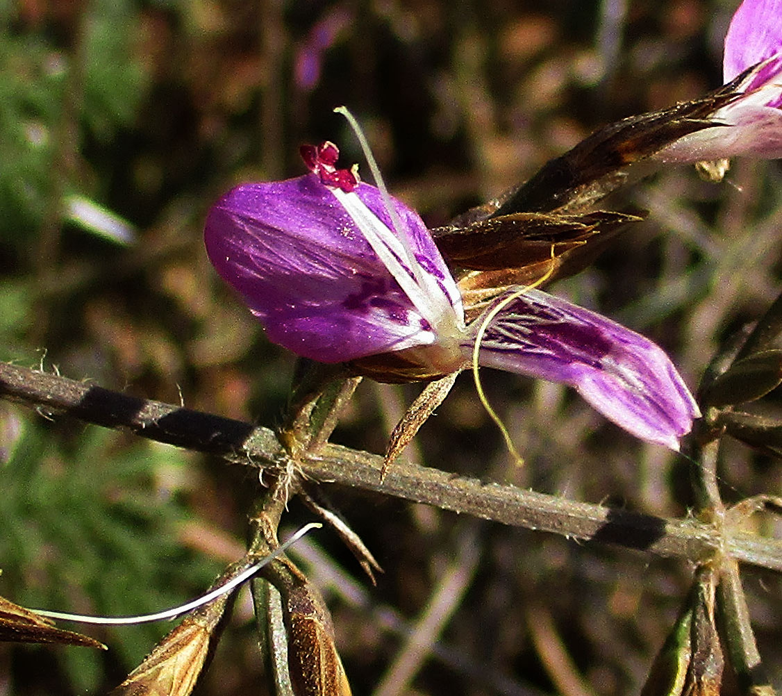 Dicliptera decorticans