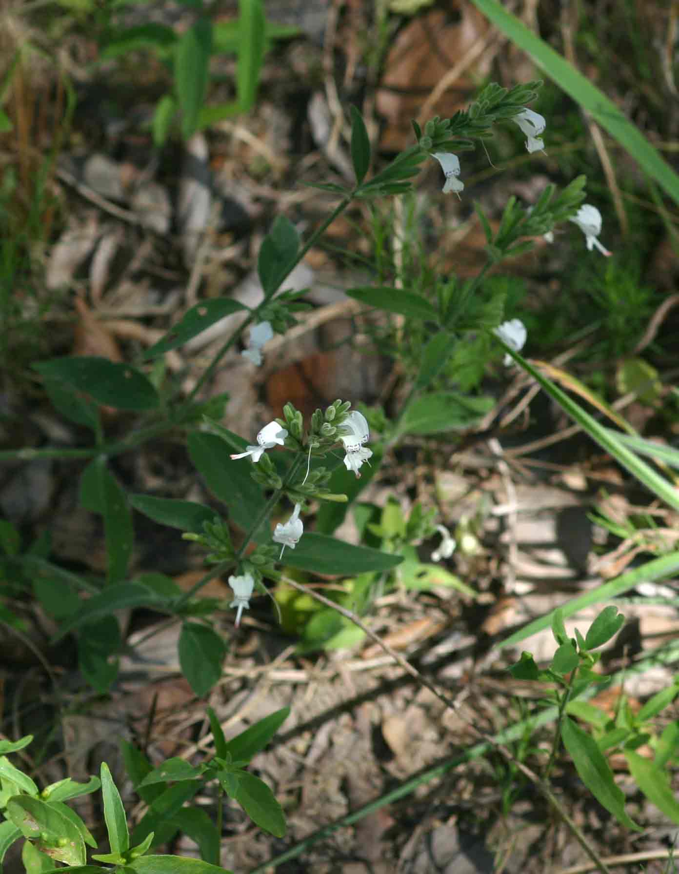Hypoestes forskaolii subsp. forskaolii