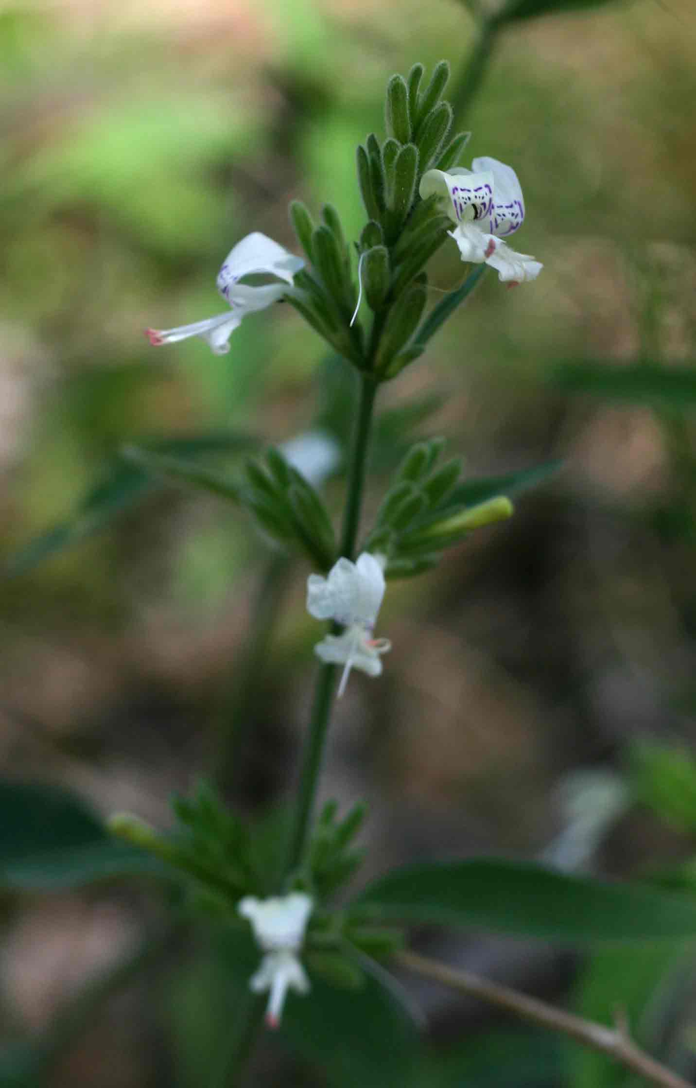Hypoestes forskaolii subsp. forskaolii