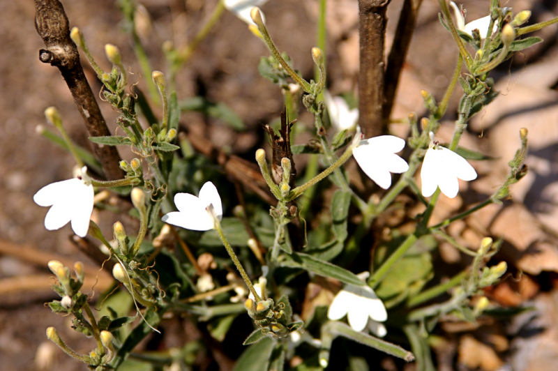 Rhinacanthus zambesiacus Rhinacanthus zambesiacus