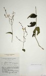 Rhinacanthus zambesiacus
