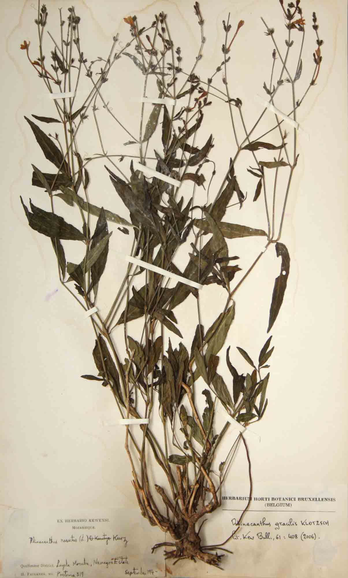 Rhinacanthus zambesiacus Rhinacanthus zambesiacus