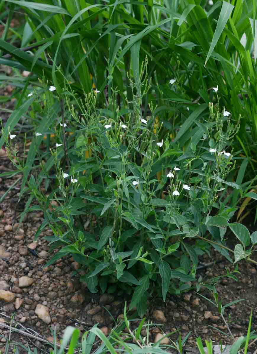 Rhinacanthus zambesiacus Rhinacanthus zambesiacus