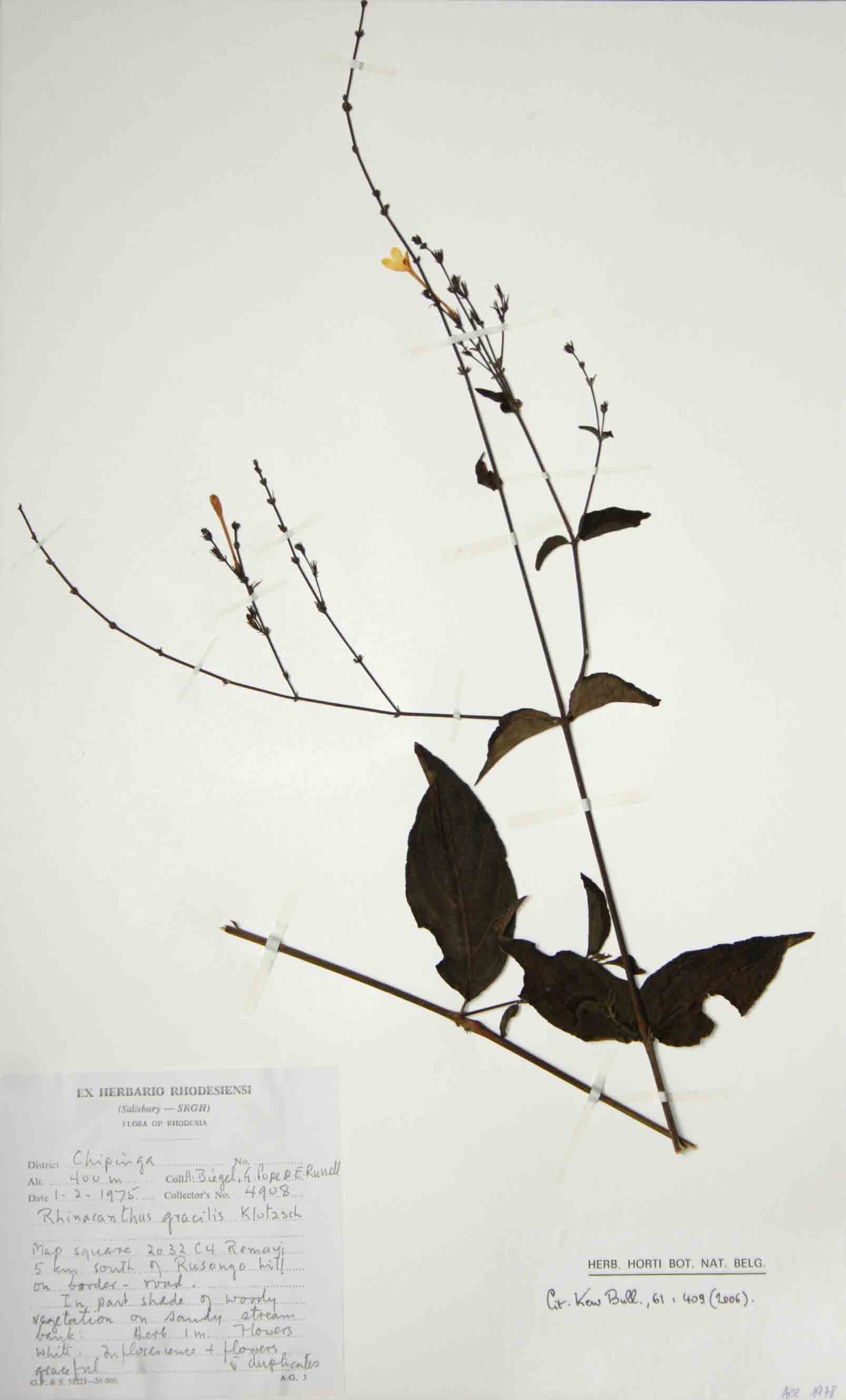Rhinacanthus zambesiacus