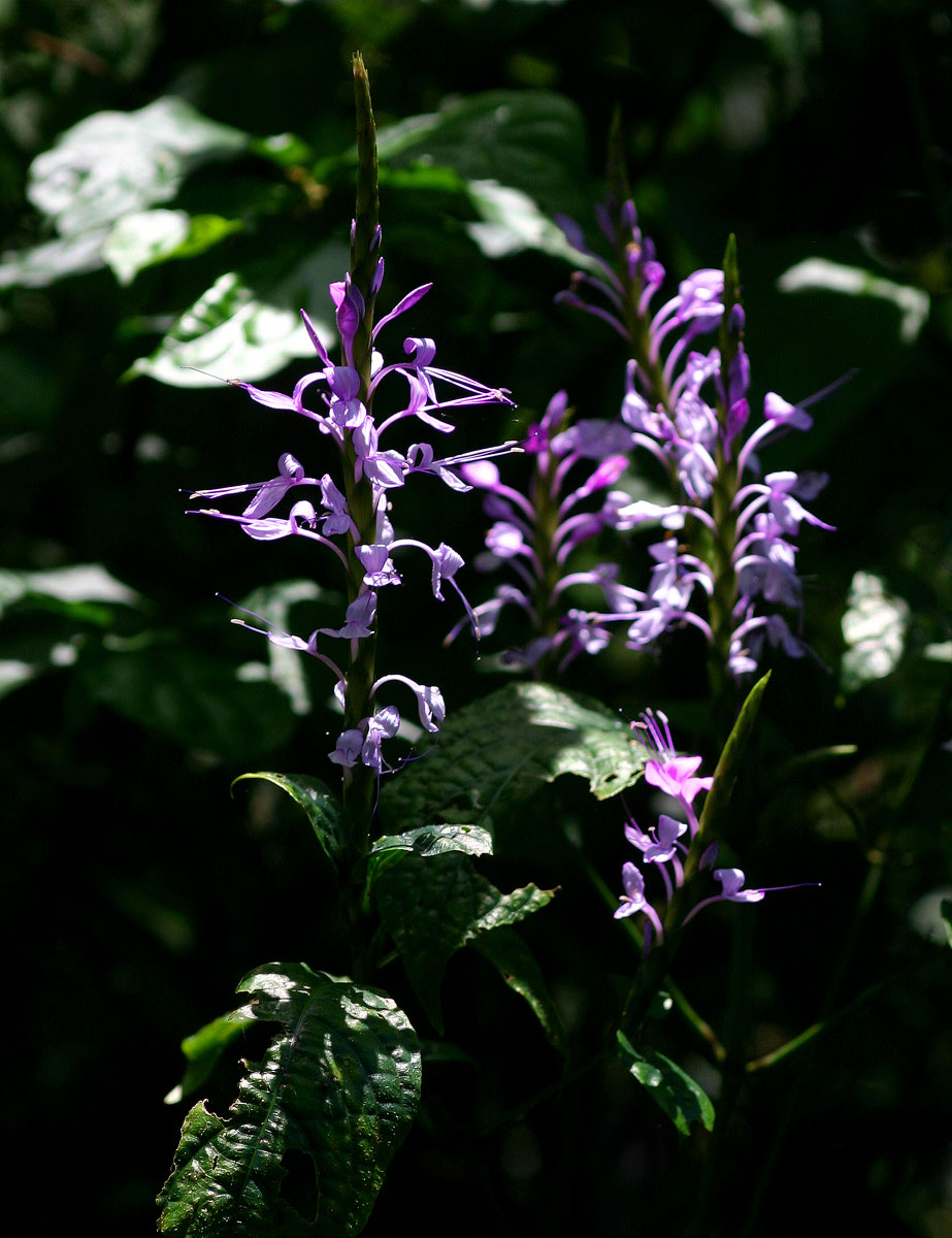 Brachystephanus africanus var. africanus