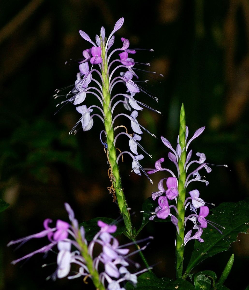 Brachystephanus africanus var. africanus