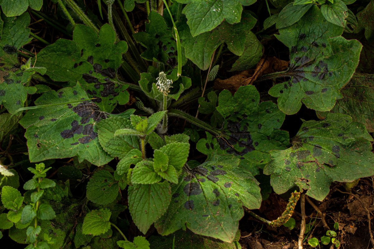 Plantago palmata Plantago palmata