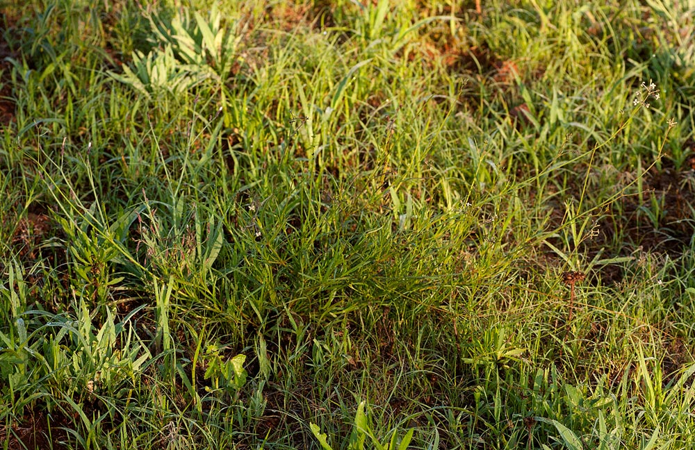 Kohautia caespitosa subsp. brachyloba