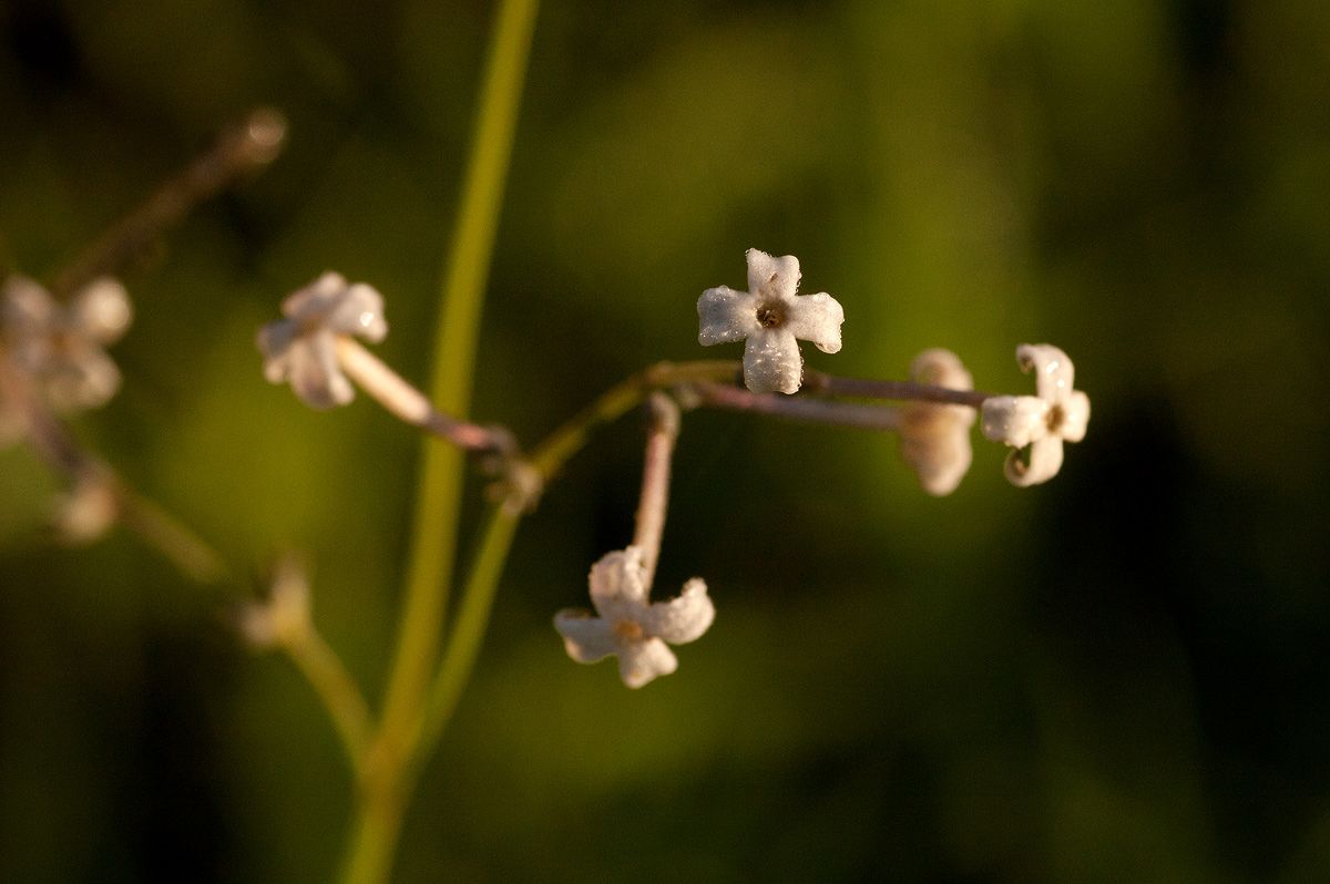 Kohautia caespitosa subsp. brachyloba