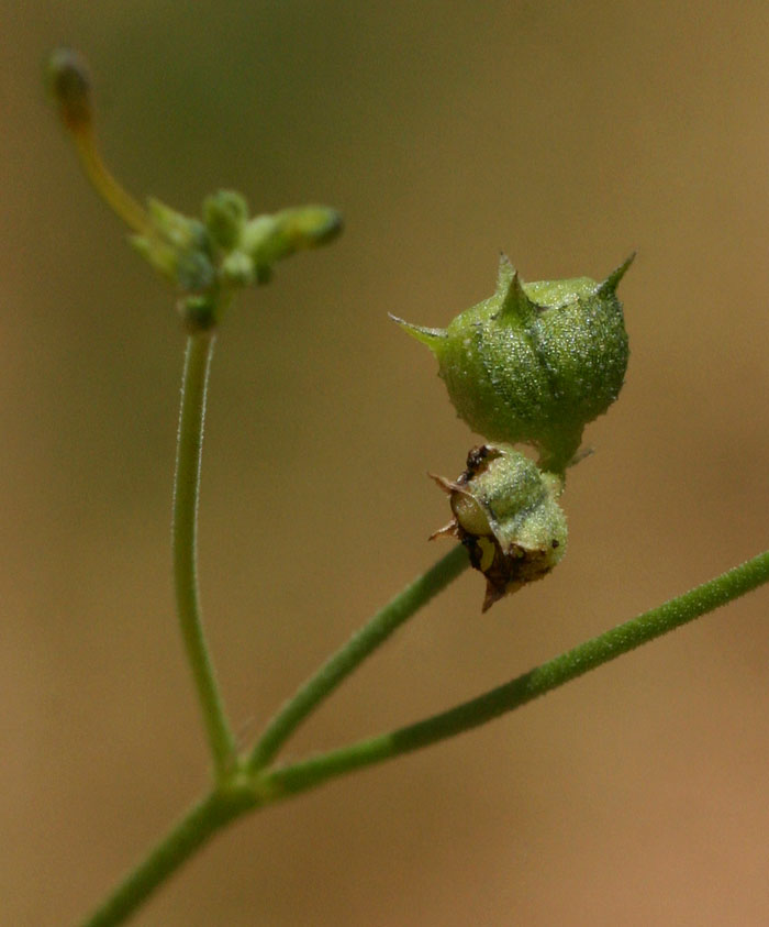 Kohautia subverticillata subsp. subverticillata