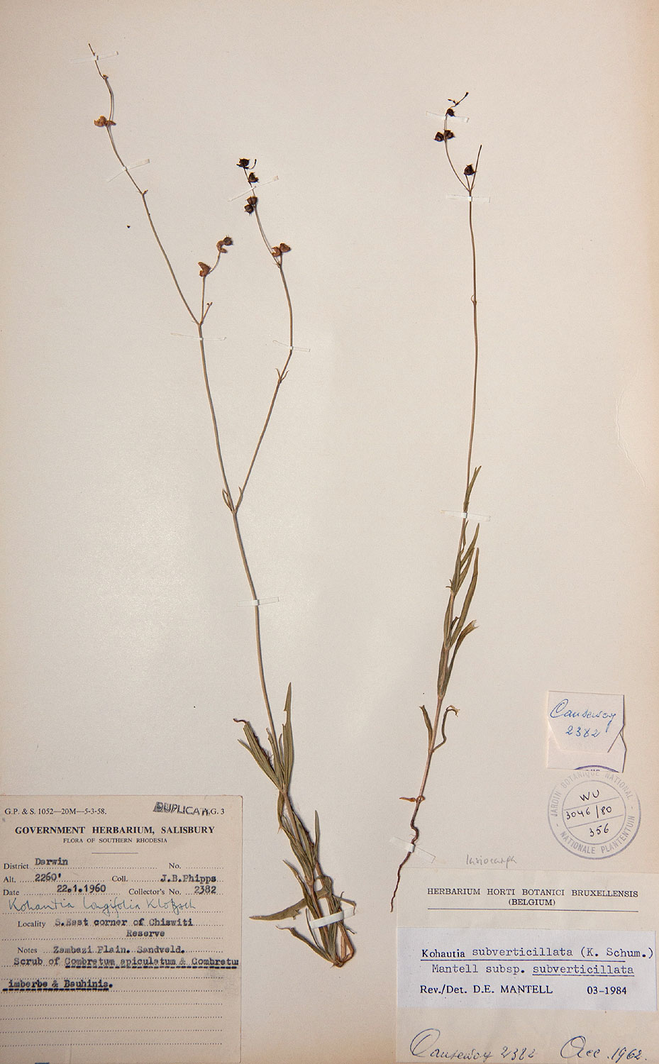 Kohautia subverticillata subsp. subverticillata