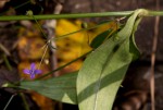 Oldenlandia affinis var. fugax