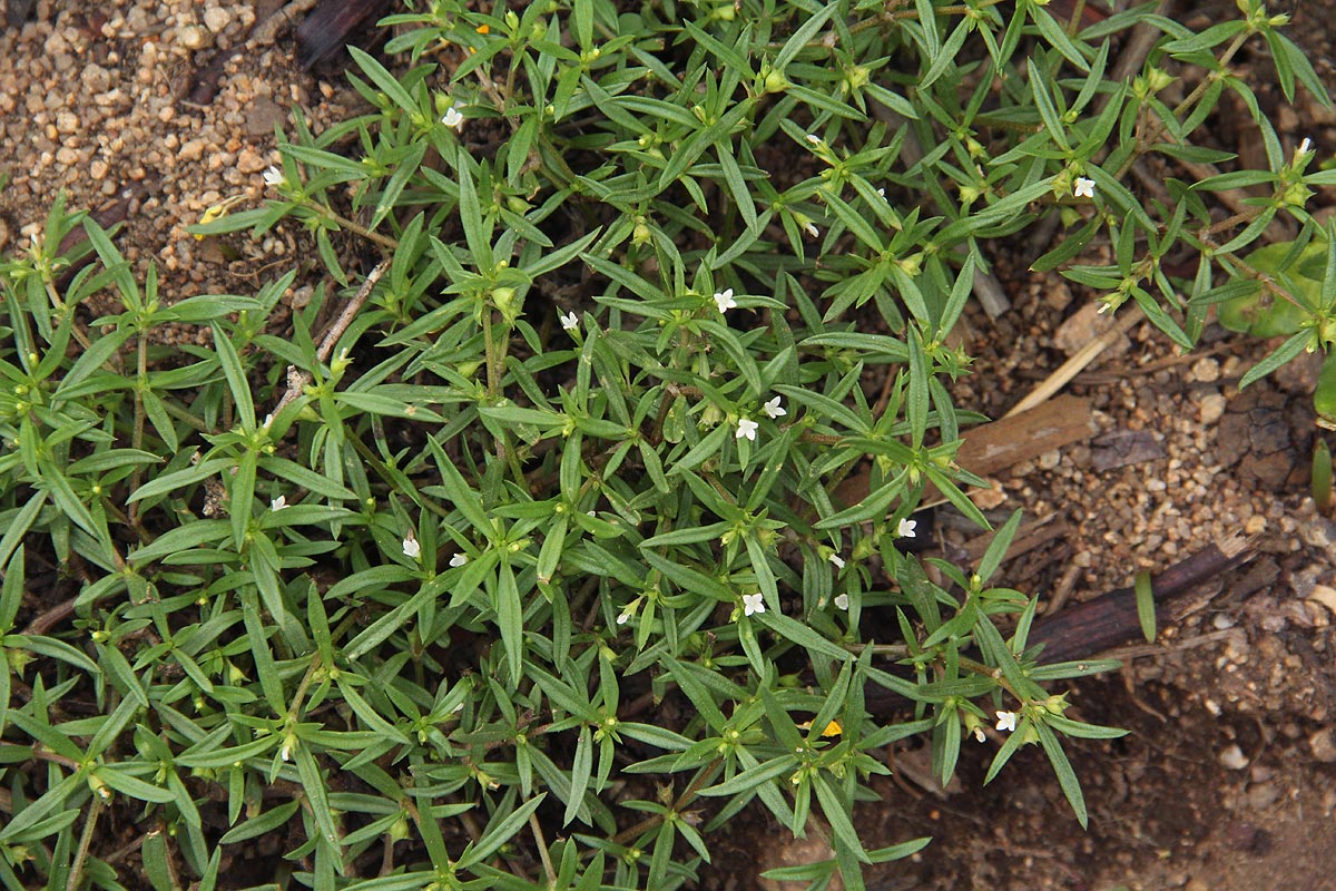 Oldenlandia capensis var. capensis