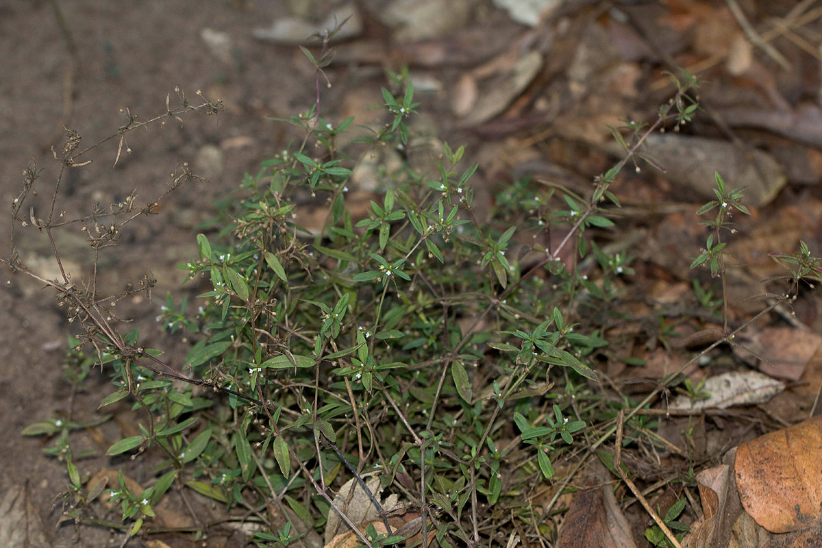 Oldenlandia corymbosa var. caespitosa