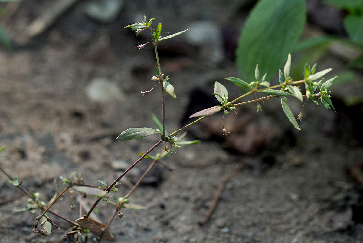 Oldenlandia corymbosa var. caespitosa