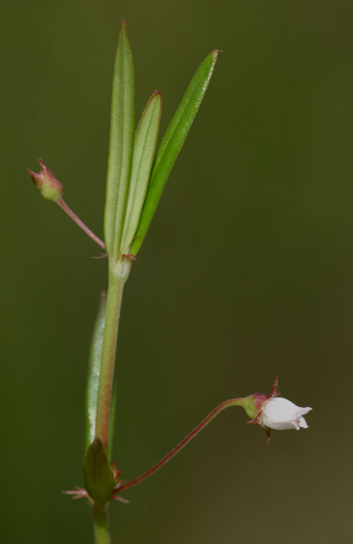 Oldenlandia lancifolia var. scabridula