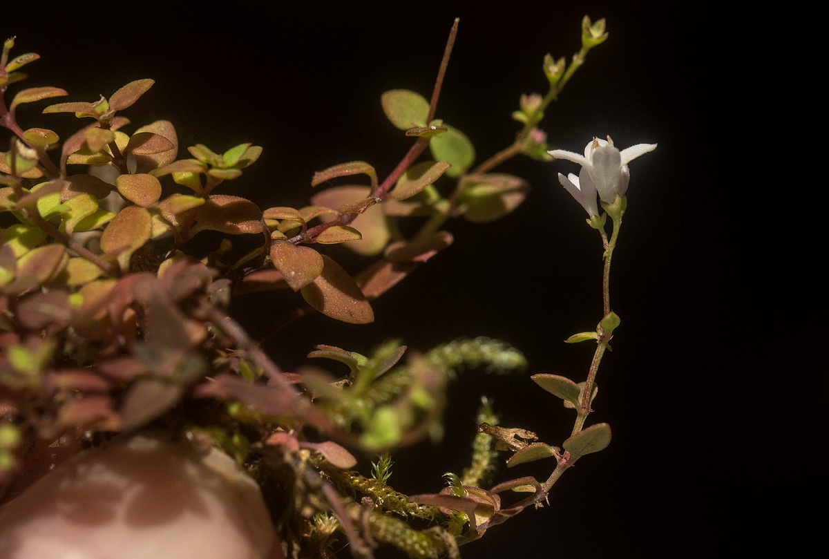 Oldenlandia rupicola var. rupicola